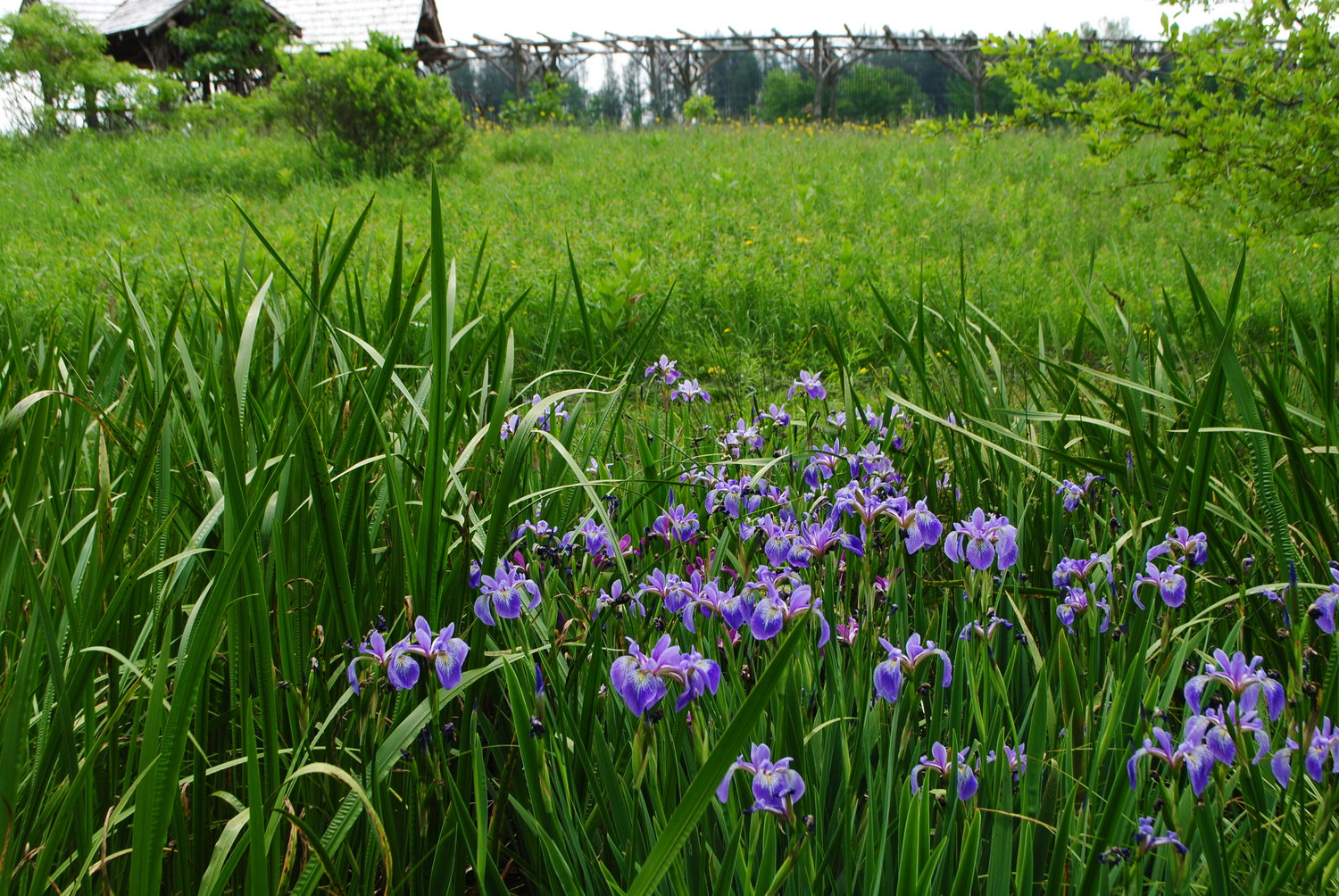 Blue flag iris at Flying Trillium Gardens and Preserve.